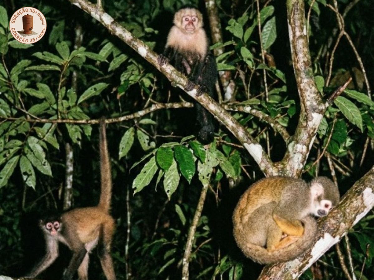 Fotografia noturna com flash direto de três macacos distintos em galhos separados de uma floresta densa: um macaco-prego sentado no topo, um saimiri caminhando à esquerda e outro saimiri enrolado dormindo à direita, ilustrando visualmente a expressão popular cada macaco no seu galho.